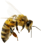 Miele della Carnia Friuli Venezia Giulia