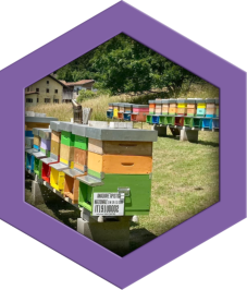 Miele della Carnia Friuli Venezia Giulia