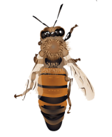 Miele della Carnia Friuli Venezia Giulia