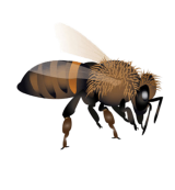 Miele della Carnia Friuli Venezia Giulia